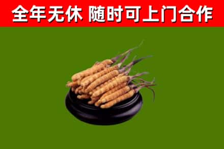英山县回收散虫草