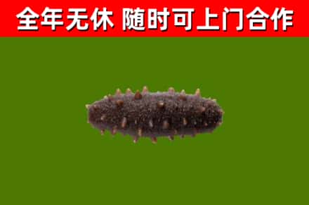 英山县回收海参干